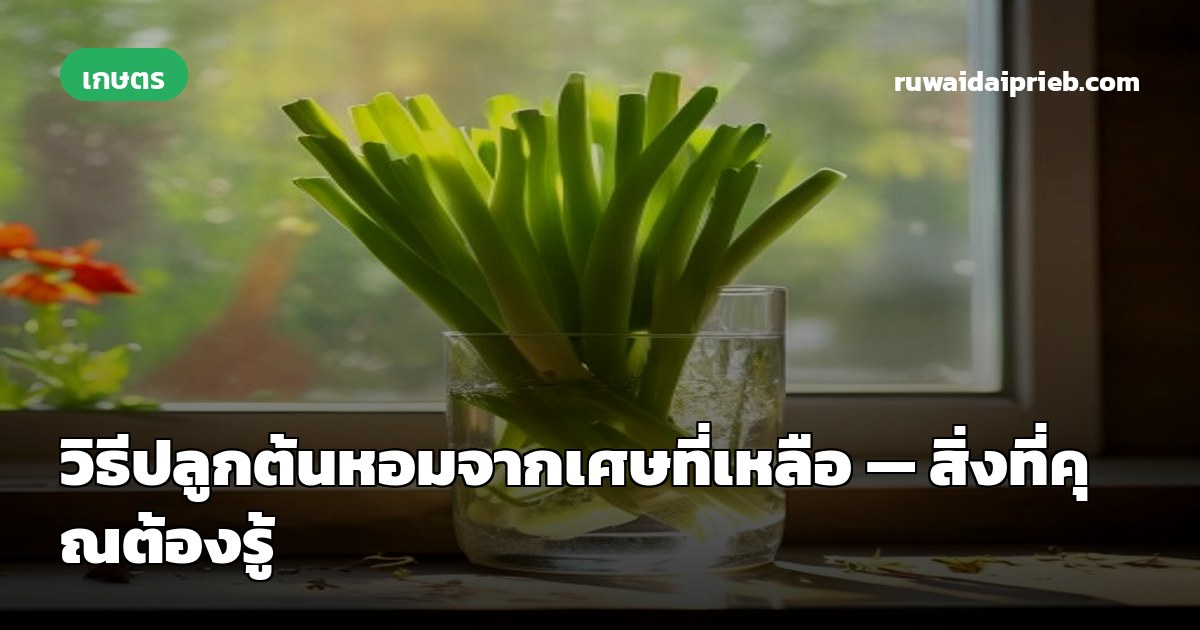 วิธีปลูกต้นหอมจากเศษที่เหลือ — สิ่งที่คุณต้องรู้