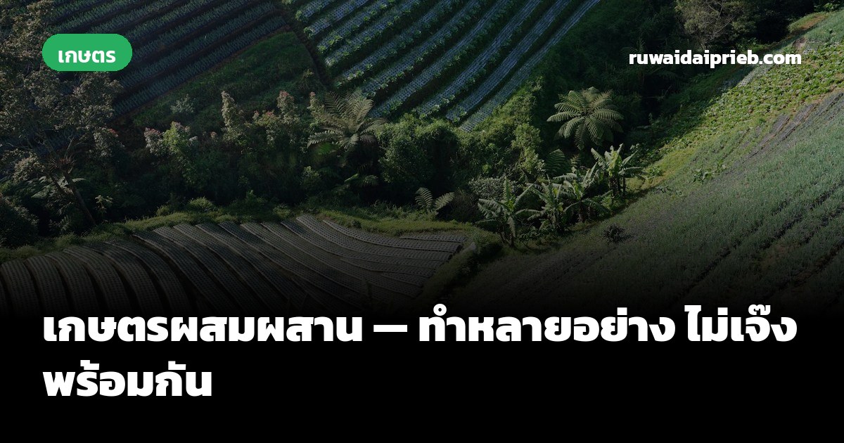เกษตรผสมผสาน — ทำหลายอย่าง ไม่เจ๊งพร้อมกัน