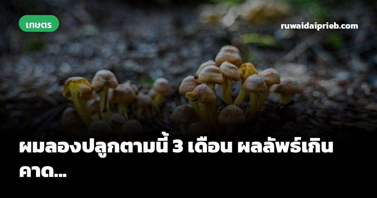 ผมลองปลูกตามนี้ 3 เดือน ผลลัพธ์เกินคาด...