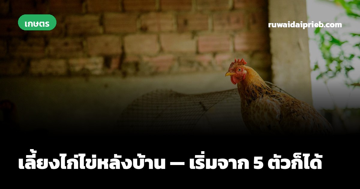 เลี้ยงไก่ไข่หลังบ้าน — เริ่มจาก 5 ตัวก็ได้