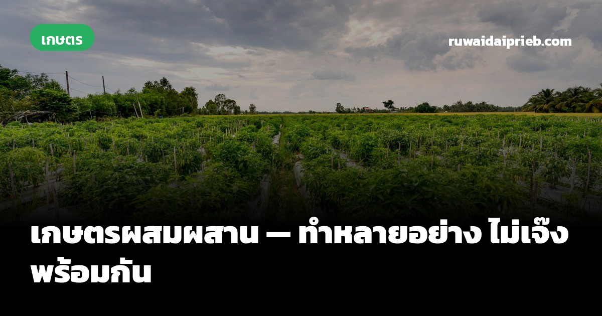 เกษตรผสมผสาน — ทำหลายอย่าง ไม่เจ๊งพร้อมกัน