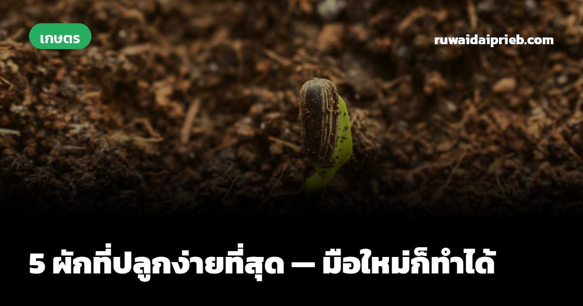 5 ผักที่ปลูกง่ายที่สุด — มือใหม่ก็ทำได้