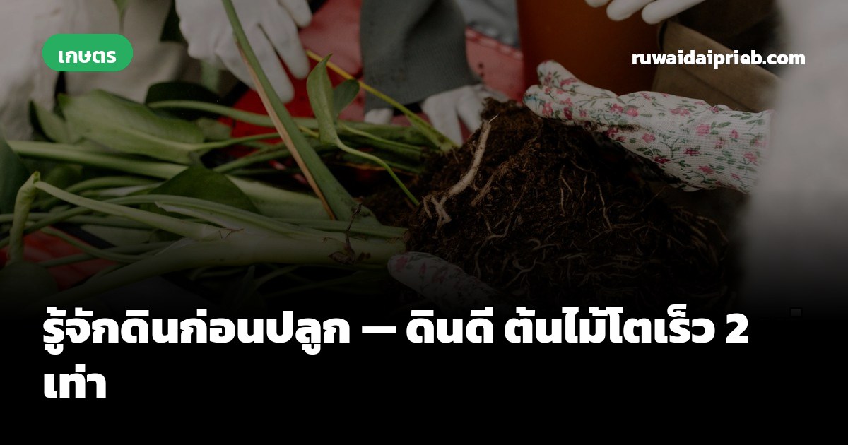 รู้จักดินก่อนปลูก — ดินดี ต้นไม้โตเร็ว 2 เท่า