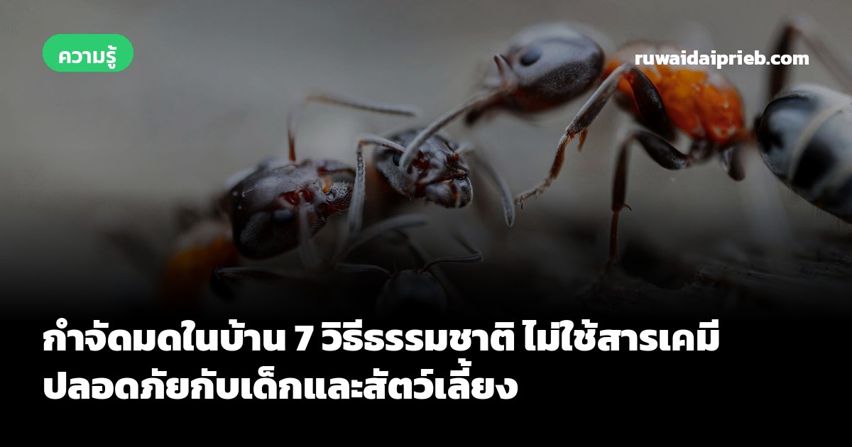 กำจัดมดในบ้าน 7 วิธีธรรมชาติ ไม่ใช้สารเคมี ปลอดภัยกับเด็กและสัตว์เลี้ยง