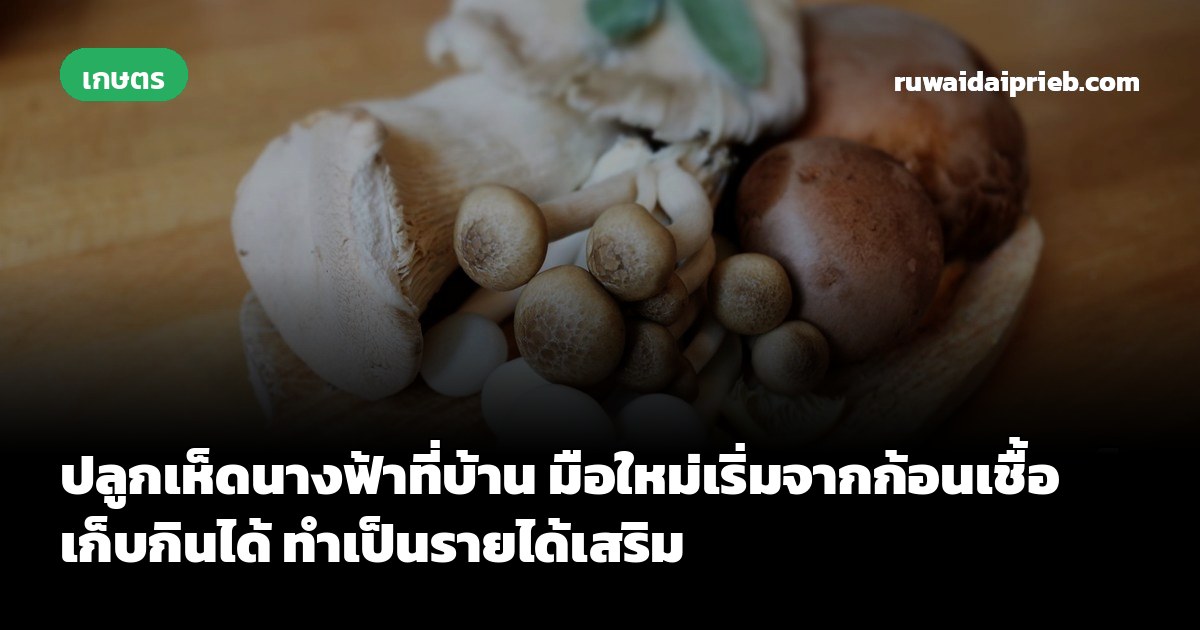 ปลูกเห็ดนางฟ้าที่บ้าน มือใหม่เริ่มจากก้อนเชื้อ เก็บกินได้ ทำเป็นรายได้เสริม