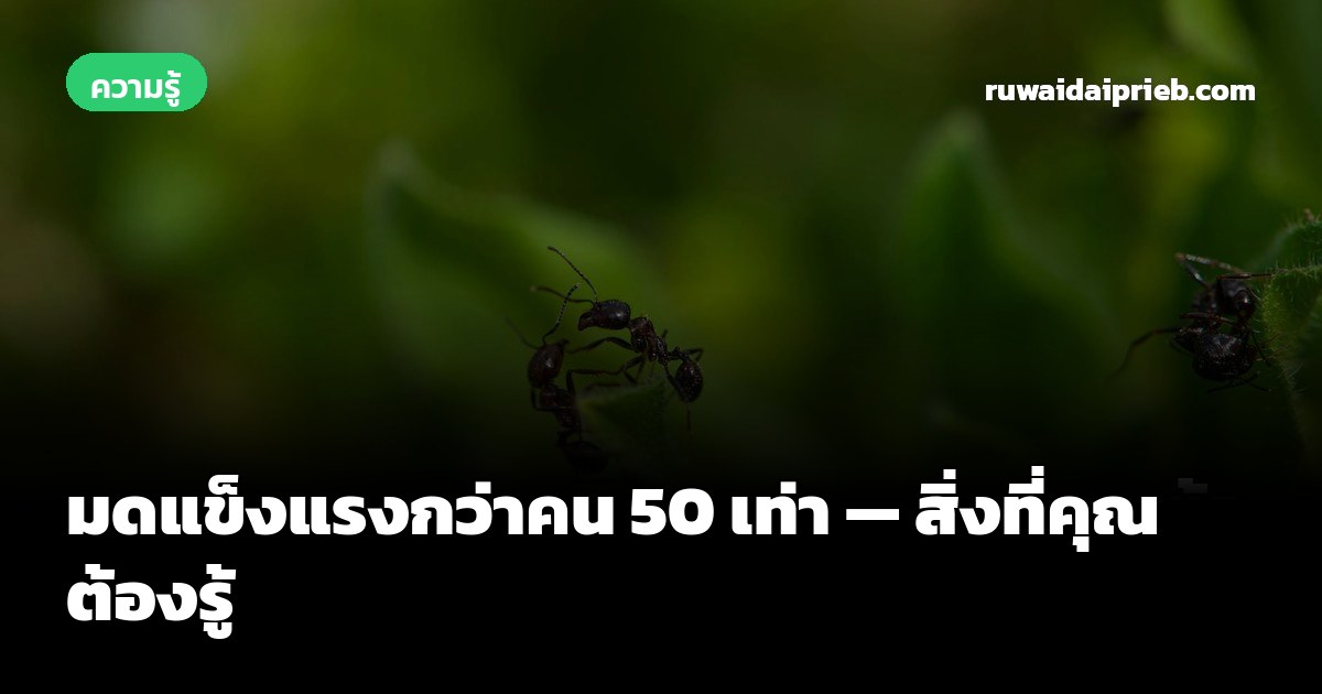 มดแข็งแรงกว่าคน 50 เท่า — สิ่งที่คุณต้องรู้