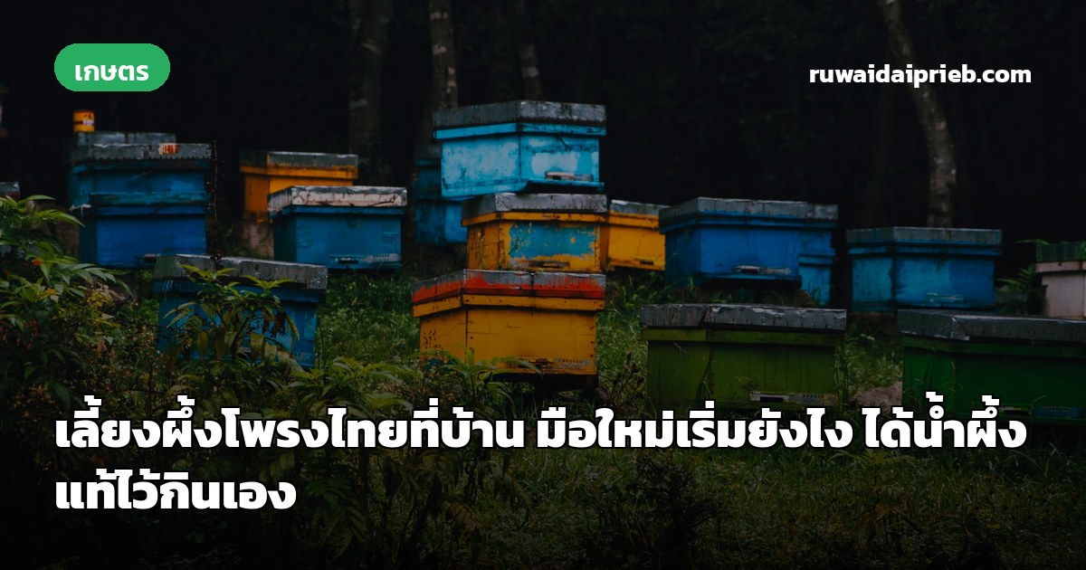 เลี้ยงผึ้งโพรงไทยที่บ้าน มือใหม่เริ่มยังไง ได้น้ำผึ้งแท้ไว้กินเอง